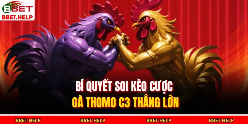 Bí quyết soi kèo cược gà Thomo C3 thắng lớn