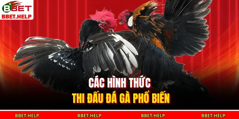 Các hình thức thi đấu đá gà phổ biến