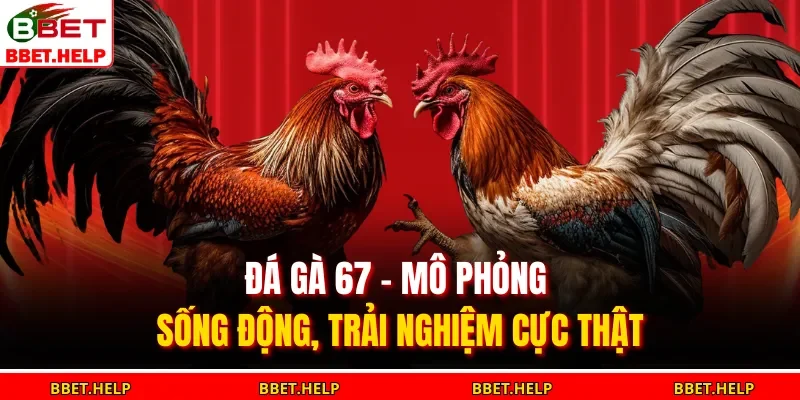 Đá gà 67 là trải nghiệm cá cược kết hợp
