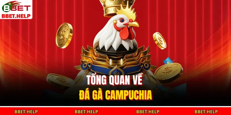 Đá Gà Campuchia | Xem Livestream 24/7, Mẹo Cược An Toàn 1 Tổng quan về đá gà Campuchia